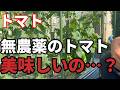 【トマト】近くにこれを育てただけで味が美味しくなる！？【家庭菜園】