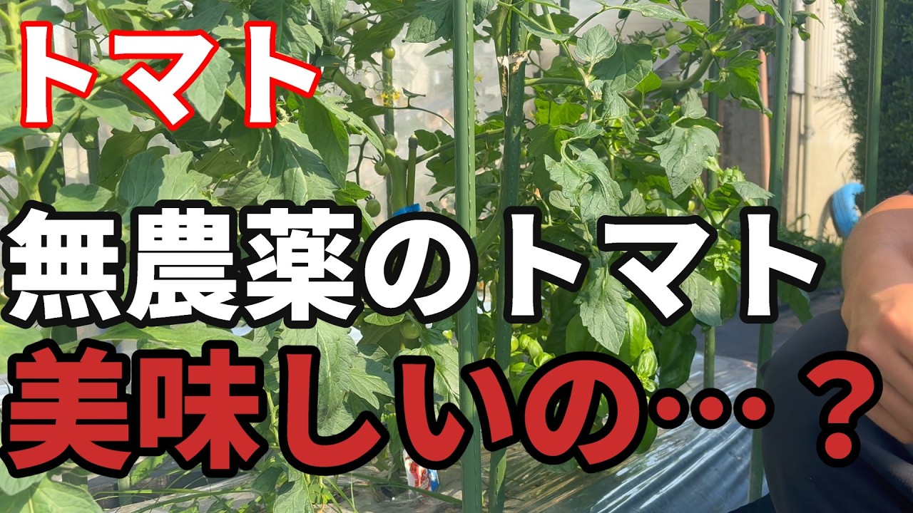 【トマト】近くにこれを育てただけで味が美味しくなる！？【家庭菜園】