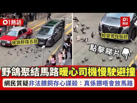 【01熱話】中環野鴿聚集馬路！司機減速避撞獲激讚　網民質疑涉非法餵飼誘殺｜中環｜野鴿