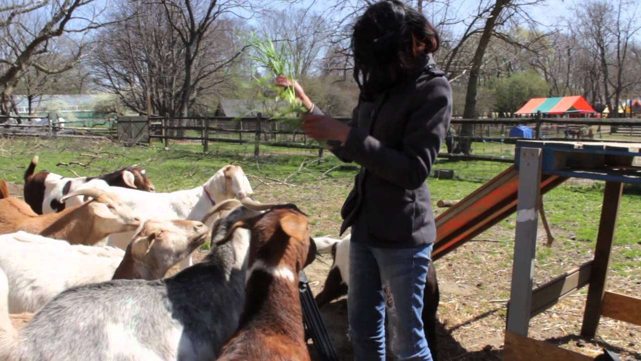 Queens County Farm Museum YouTube
