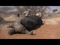 BUFFALO CHARGE//SOUTH AFRICA//QUAGGA SAFARIS