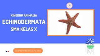 ECHINODERMATA/HEWAN BERKULIT DURI/KINDOM ANIMALIA/INVERTEBRATA/ANIMAL KINGDOM/SMA KELAS 10