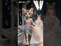 Cat walking style🥰#shortsviral #kittenfashion #fashionkajalwa #catwalk