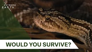 Face-to-Face with South America’s Deadliest Creatures | Biggest & Baddest