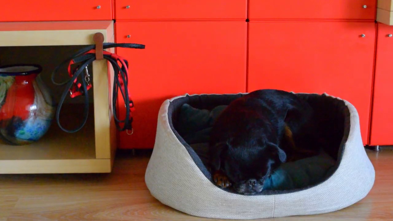 ux clip  DOG LEASH MAGNETIC HOLDER  www.uxkuul.com