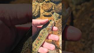 #native #trout #california #outdoors #fishing
