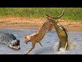 GUEPARDO SE DEU MAL | 6 VEZES EM QUE O GUEPARDO SE DEU MAL COM CROCODILO, LEOPARDOS