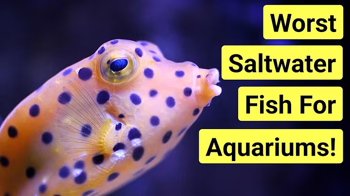 Top 5 Fish I Regret Buying (And Why)