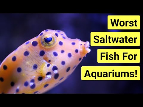 Top 5 Fish