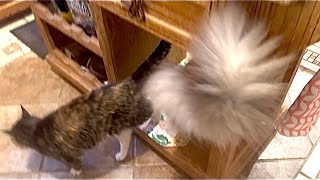 🔉Get Out of Miss Muffy’s Cubby!!🐻😲 Cats Go Where They Want