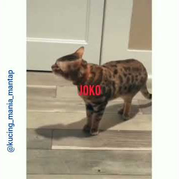 Kucing teriak teriak joko joko eh ternyata...