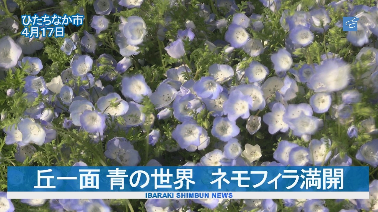 FUNFROMFUN ❤︎ お花柄ハーフジップ（ネイビー） ネモフィラ 'メガ・ディープブルー' 10.5cmポット 花付き | 一年草