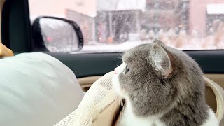 The Cat that Loves Winter Snow and Hot Spa #catvlog by KiSH-Log 키쉬의 브이로그 47,181 views 3 months ago 10 minutes, 7 seconds