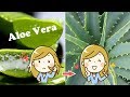 Propiedades del Aloe Vera | Prepara un Gel de Aloe Vera Casero 💚