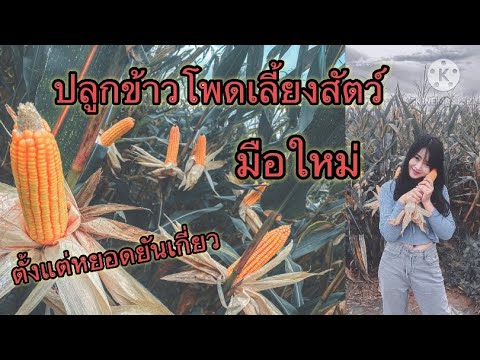 ปลูกข้าวโพดเลี้ยงสัตว์ตั้งแต่ขั้นตอนแรกจนเก็บเกี่ยว | มือใหม่ | คลิปเดียวจบ