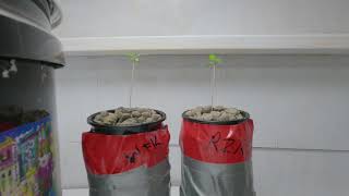 Plant Conversation and Grow Updates 3-12-21