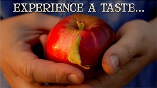 Celebrity Experience A Taste... Net Worth