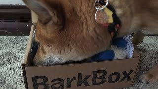 Barkbox Unboxing - January 2015