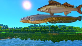 Insane Wels Catfish Spot | Weekly Record!! | Serbia | Fisher Online | Ep 63 screenshot 5