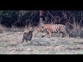 Male tiger Chota Dadhiyal interacting with his cubs #Tadoba 