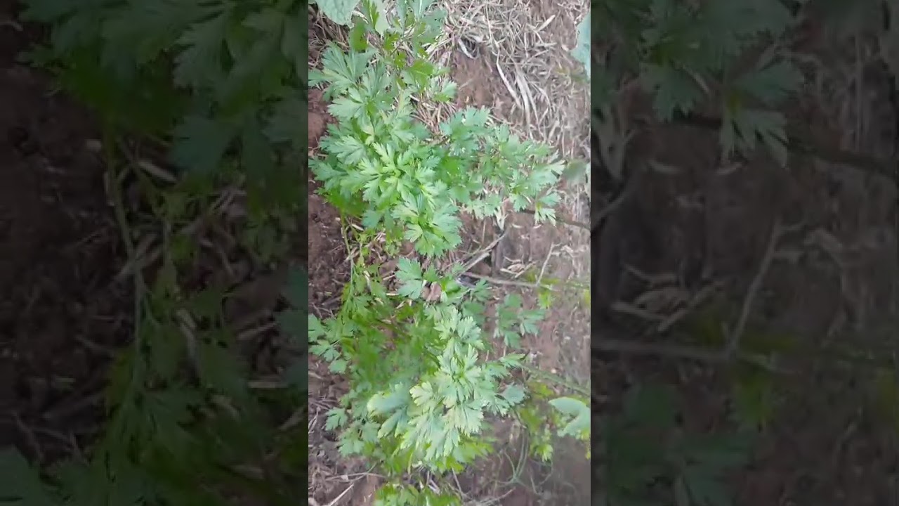 O prantio de rúcula pro gasto