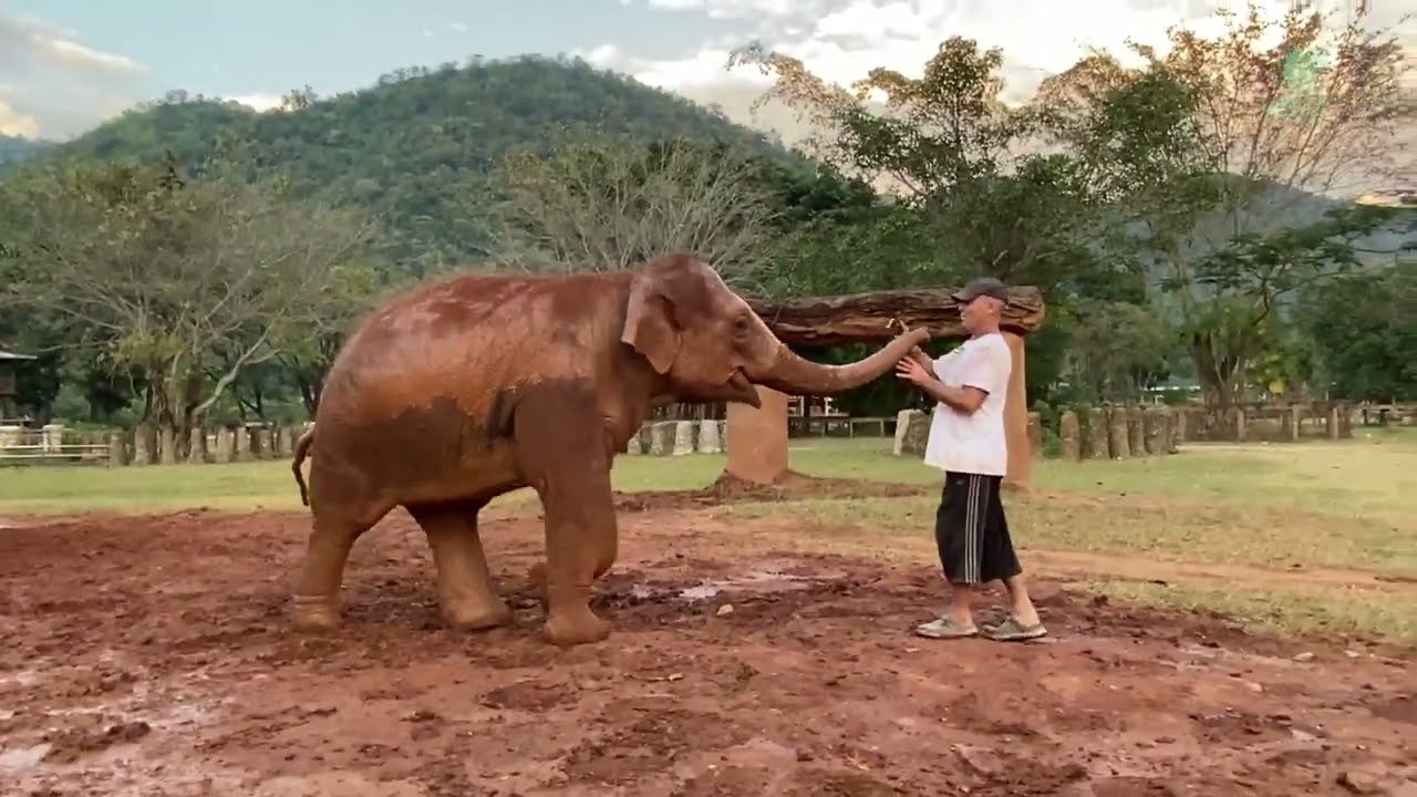 Bai Toey The Elephant Doesn't Want Darrick Get Close To  Other Elephant Except Her. - ElephantNews