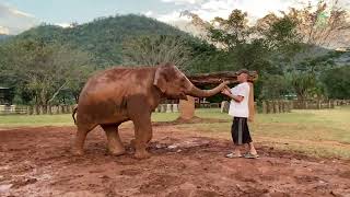 Bai Toey The Elephant Doesn't Want Darrick Get Close To  Other Elephant Except Her. - ElephantNews