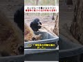 カンガルーを助けるカラス！ 自然界の驚きの協力行動を目撃！  #カンガルー #カラス #自然界の協力 #寄生虫除去 #野生動物