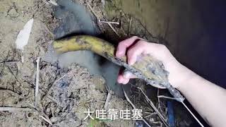Best Eel Fishing Video Traditional Hook Fishing Amazing Eel Eat Frogs Catch Eels From Using Hook