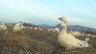 chasse a l'oie blanche Quebec printemps 2011.mov