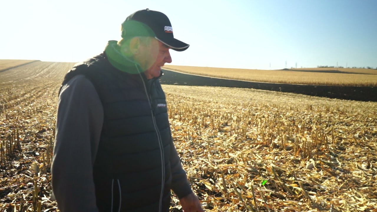 Дискатор "DEFT" в роботі по кукурудзі.