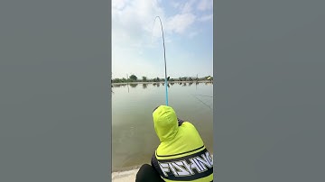 Cần Câu Tay GUF Vương Điểu - Phiên Bản Hard (phân bổ lực 28i-19i)