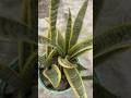 Ek Snake Plant se Ban Gaye Kai Paudhe #garden #nature #gardening #shorts