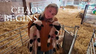 Lambing Season Has Started… and it’s already chaos | Farm Vlog