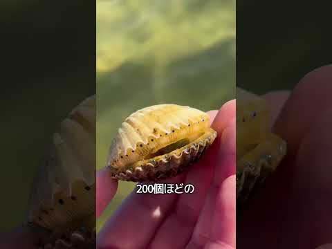 意外とかわいいホタテのサムネイル