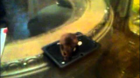 Glue Trap: How to Safely Remove Mouse