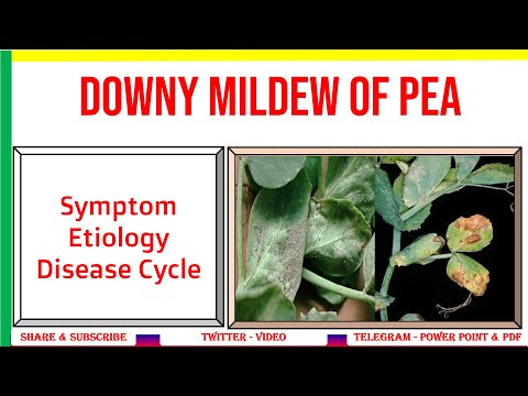 Video: Downy Mildew Of Peas