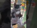 Beautiful baby #catcute #catcute #cat #adoptstrays #kitten #funny