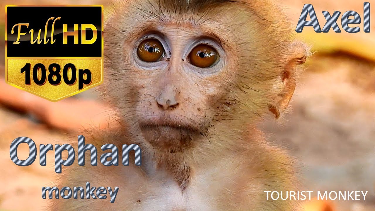 Axel baby monkey live alone, Axel is an orphan baby monkey, Hope he will have an adoptive mom soon