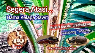 8 WAYS TO CONTROL THE RHORNY BEETLE (ORYCTES RHINOCEROS) PEST ON OIL PALM PLANTS