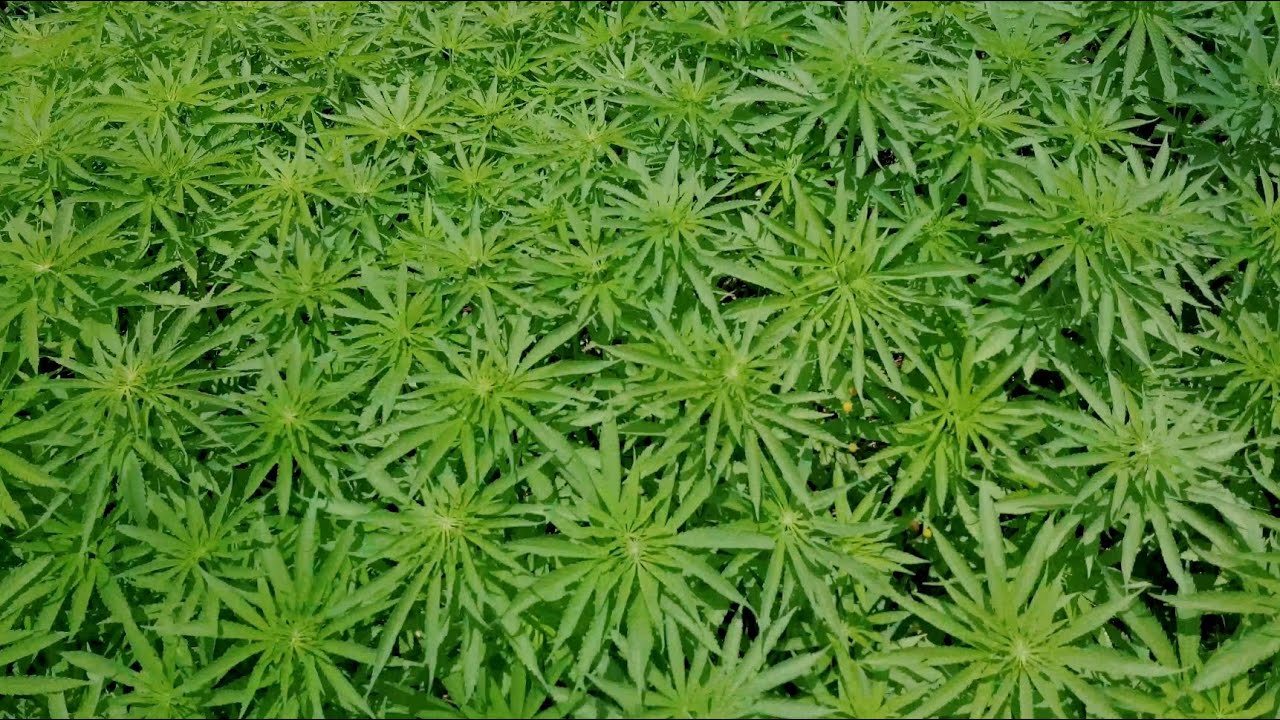 H.E.M.P Documentary Series - Full Episode