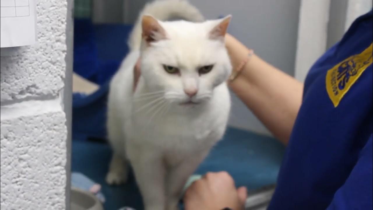 Cats Protection, Birmingham Adoption Centre YouTube