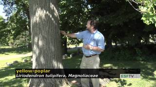 Trees with Don Leopold - yellow-poplar