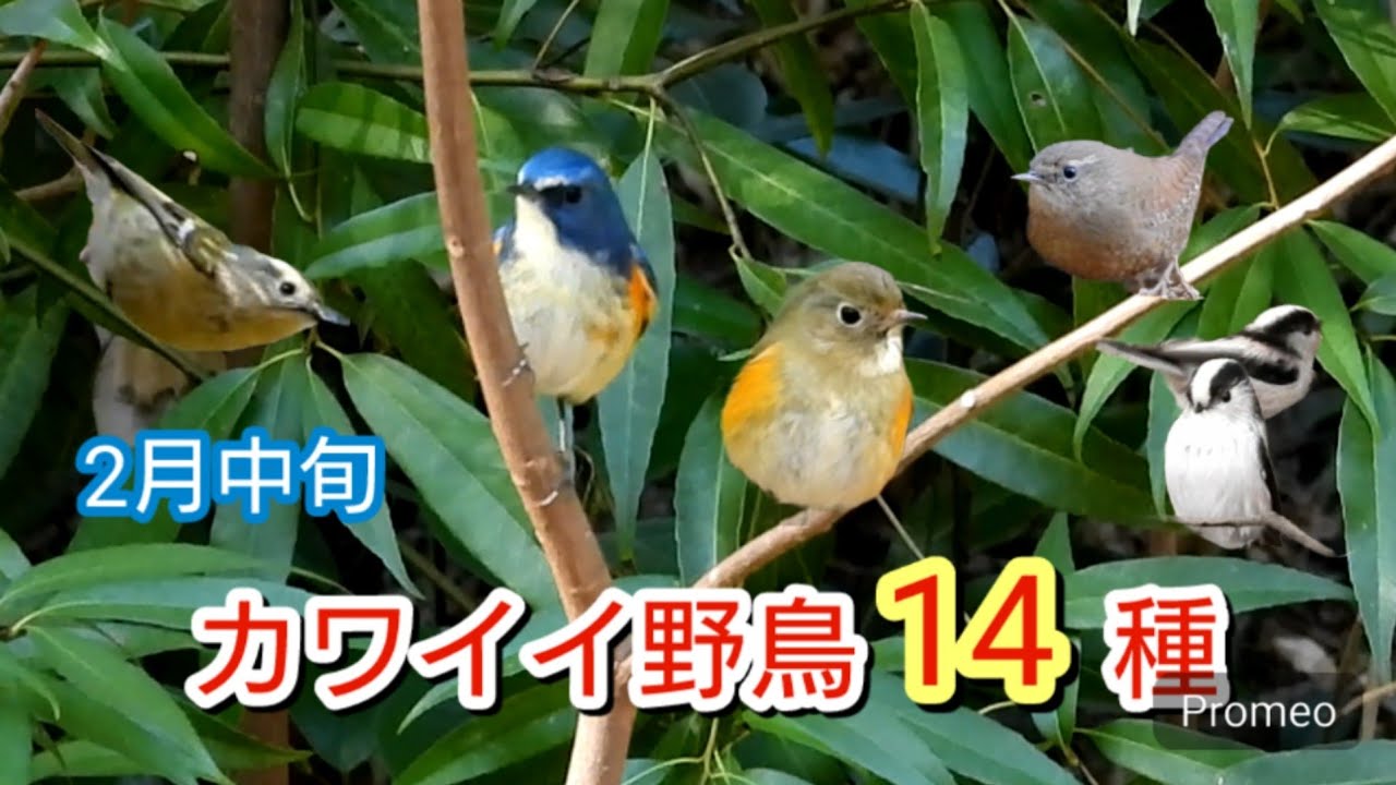 カワイイ表情をたっぷりと14種　ルリビタキ２羽　ミソサザイ　キクイタダキなど　石神井公園 ほか　2月中旬