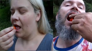 Sweet Million Tomato Taste Test