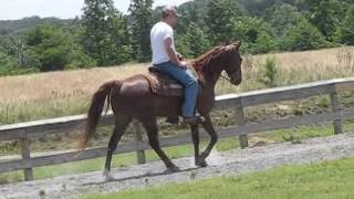 TWH reg. chestnut gelding