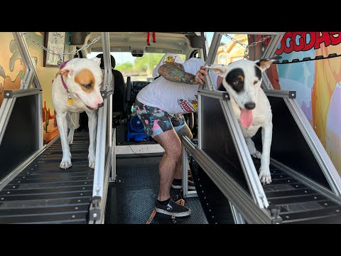 Video: Road Trip Pentru Bine: Cele 7 cele mai mari lucruri de făcut cu câinele tău în Maryland