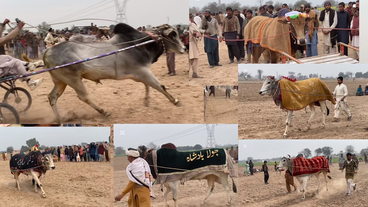 نیو بیل ریس اڈا خانیوال  22 January Jalsa MALIK Ustad Kaswar Walla ￼