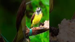 #shorts Beautiful Bird/4k Ultra hd/Most Beautiful Bird In The World/Natural Scenes 4k/Birds Videos