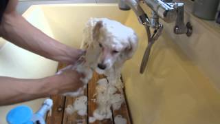 犬のシャンプー後の自然乾燥はng ドライヤーでしっかり乾かしましょう ペットタイムズ